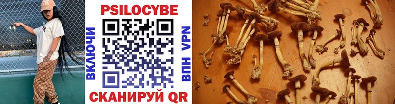 Купить закладки  Курчалой  Галлюциногенные грибы Psilocybe 