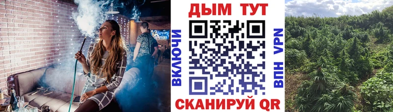 Купить закладки  Курчалой  Бошки Шишки Amnesia 